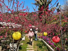 -桃源山庄·水蜜桃采摘·柴火鸡·烧烤团建(龙泉山店)