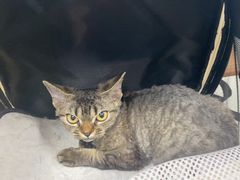 -瑞派·关忠动物医院·异宠专科·犬猫肿瘤·皮肤专科(望京店)