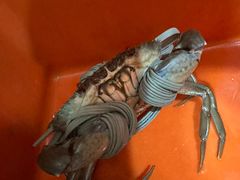 -老财炒饭·熟地蟹·冬瓜蟹