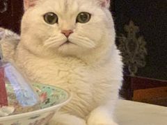 -Heymao猫咖.咖啡厅(东门店)