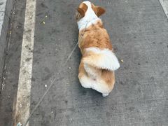 -瑞鹏宠物医院·骨科·猫科·内科(第一中心)