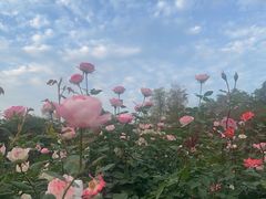 -人民公园(罗湖区)