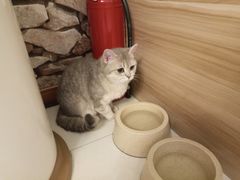 -猫咪咖啡店(新城大街店)