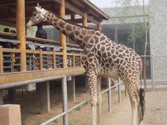 -石家庄市动物园