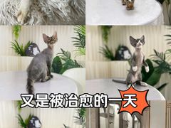 -山宅一喵德文卷毛猫舍