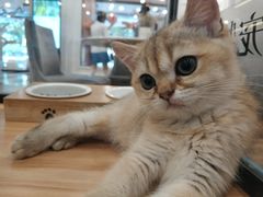 -袖虎·猫馆(体育西路店)