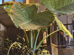 -红豆园(文林街店)