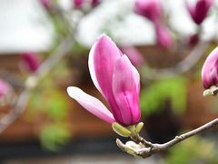 -花锦堂·隐庐
