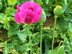 -国家植物园南园