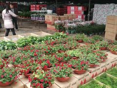 -秦美花卉(天朗·莱茵小城2期店)