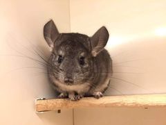 -龙猫仔乐园(惠福东路店)