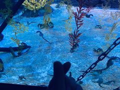 -上海海洋水族馆