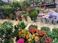 -双季花艺园艺市场(浦东店)