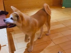 -喜柴咖啡·柴犬狗咖