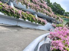 -深圳仙湖植物园