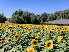 -长白岛森林公园