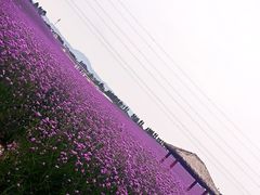 -紫颐香薰山谷景区