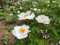 -洛阳市隋唐城遗址植物园