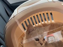 -创凡宠物医院·骨专科  猫科中心(西乡分院)