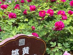 -洛阳市牡丹公园