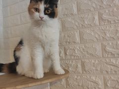 -平行世界·猫咖(首经贸店)