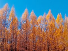 -塞罕坝国家级自然保护区