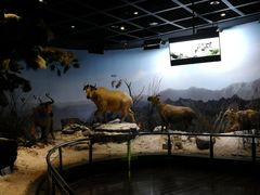 -陕西自然博物馆