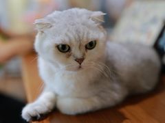 -有猫主题·治愈系猫咖(曾厝垵店)