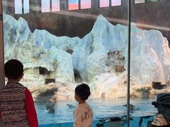 -帝企鹅自助餐厅•儿童岛•真企鹅(长隆企鹅酒店)