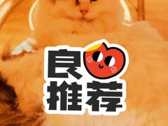 -滚猫咖啡·猫咖·猫友好撸猫(未来城店)
