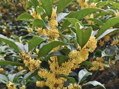 -蜀冈西峰生态公园