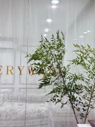 -Verywang半永久纹眉•仪器野生眉