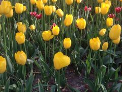 -洛阳郁金香牡丹园