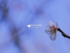 -香雪海