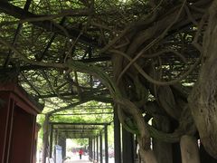 -桂湖森林公园