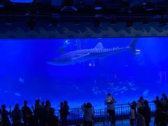 -烟台海昌鲸鲨海洋公园