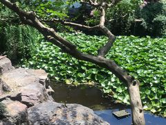 -上海醉白池公园