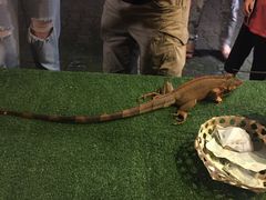 -清迈夜间动物园