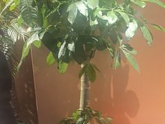 -虎子烧烤(湘江北路店)