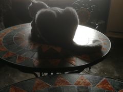 -猫猫幼稚园·撸猫·桌游·电玩