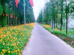 -上海长兴岛郊野公园