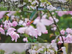 -合肥滨湖国家森林公园