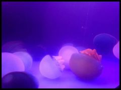 -多彩贵州城极地海洋世界