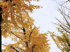 -百林公园-两江幸福广场