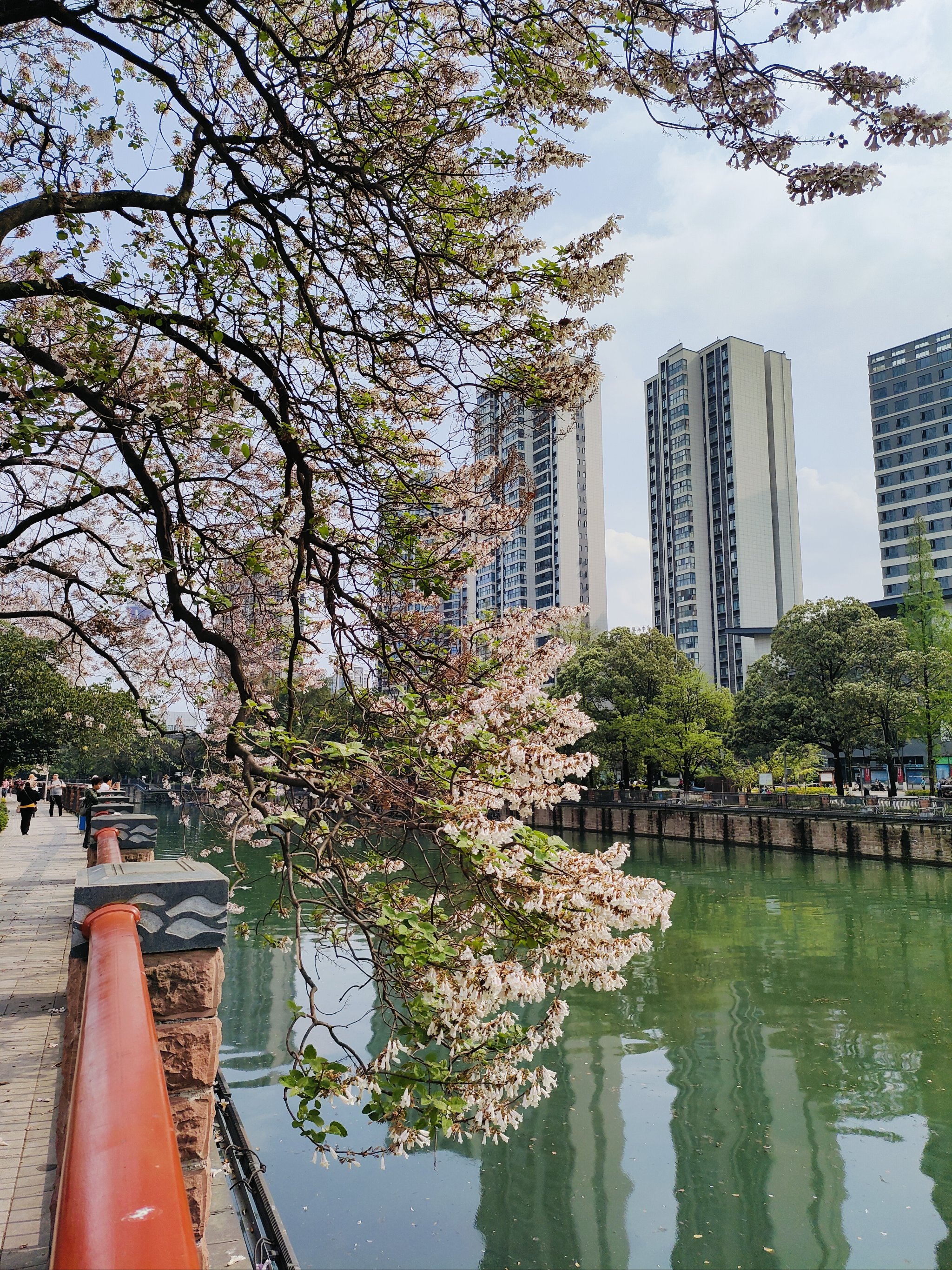 红星桥泡桐花地址图片