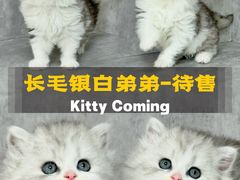 -小猫来了·猫舍(红山六九七九店)