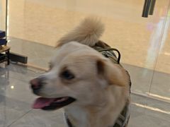 -它主义宠物(梁溪万达店)