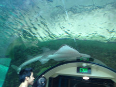 -悉尼海洋生物水族馆