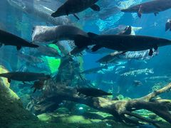 -珠海长隆海洋王国