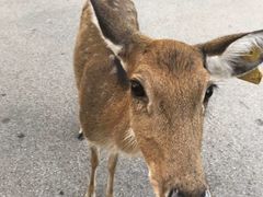-清迈夜间动物园